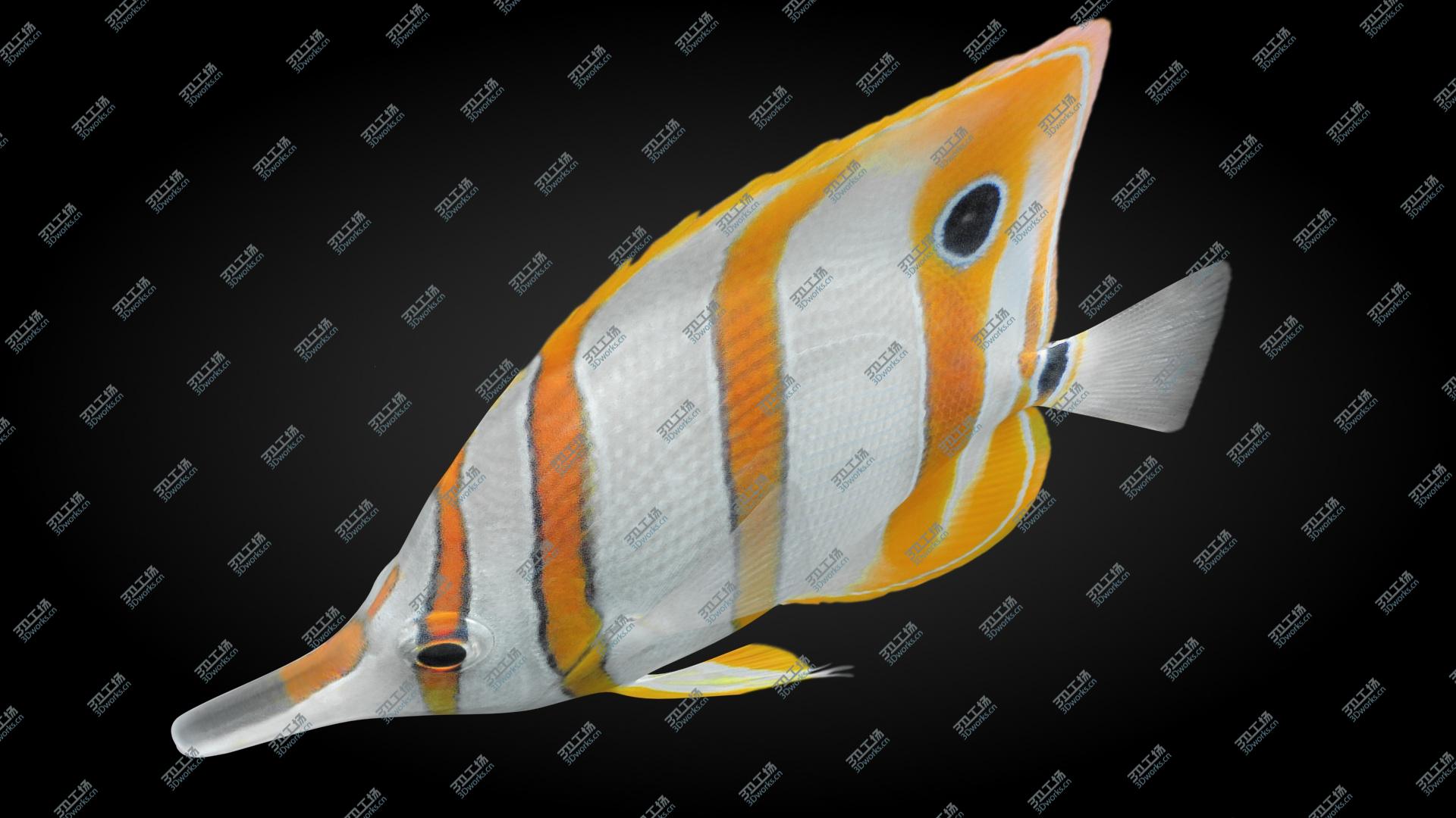 images/goods_img/202105074/3D Copperband Butterflyfish Animated/5.jpg